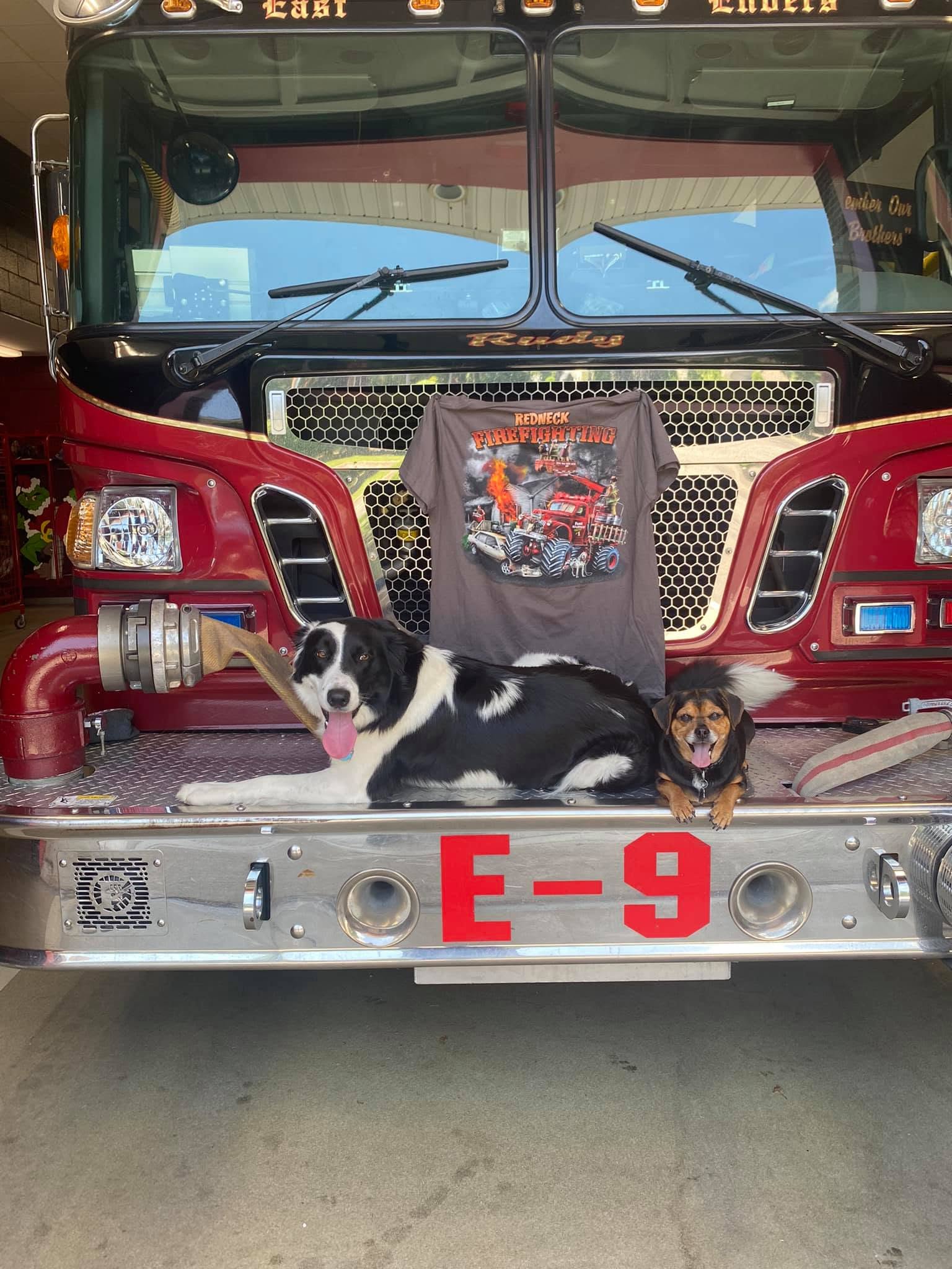 Willow the Border Collie and Capri sitting together on the front bumper of Fire Engine E-9